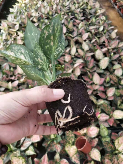 泥炭土花卉育苗基质