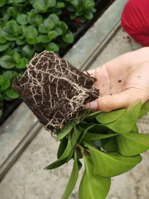 泥炭土花卉栽培基质