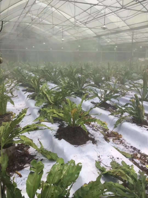 泥炭土育苗基质