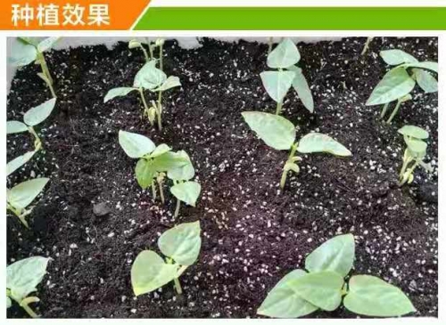 泥炭土育苗基质