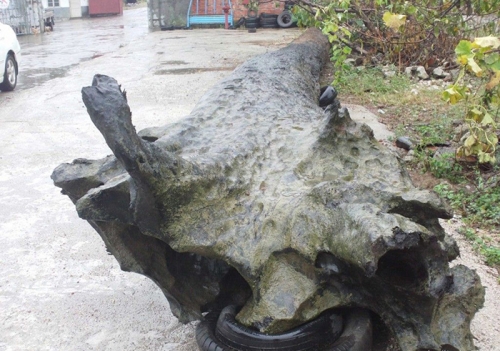 阴沉木
